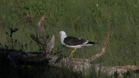 Black-backed gull on a tree Stock Footage 346123373