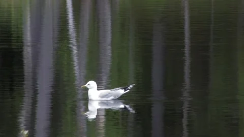 Black-backed gull in water Stock Footage 346123318