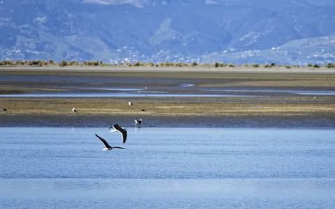Black backed gulls fly over the sea near Motueka Stock Photos
