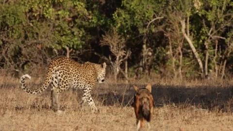 Black backed jackal is alarming for a leopard Stock Footage 314379663