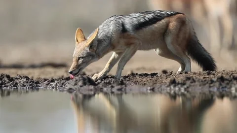 Black-backed jackal - botswana Stock Footage 132216402