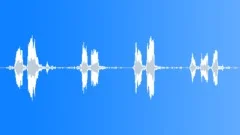 Black-backed jackal callingSound Effect