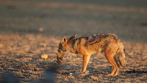 Black-backed jackal (Canis mesomelas) eating a dove, Kalahari desert Stock Footage