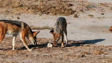 Black-backed jackal catches lizard Stock Footage 314234472