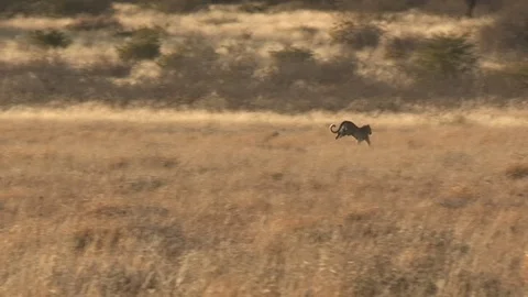 Black backed jackal chasing leopard Video stock 98380014