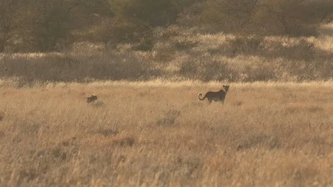 Black backed jackal chasing leopard 스톡 동영상 98380055