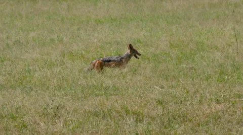 BLACK-BACKED JACKAL CHASING MAASAI MARA KENYA Stock Footage 66241109