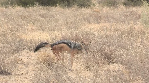 Black backed jackal defecating Stock Footage 98376734