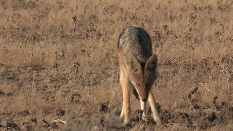 Black-backed jackal defecating / marking Stock Footage 105318838