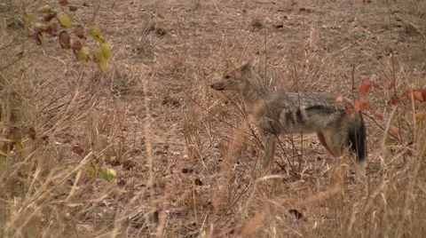 Black backed jackal Stock Footage 8571935