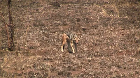 Black backed jackal Stock Footage 8630734