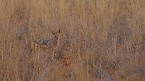 A black-backed jackal Stock Footage 298200906