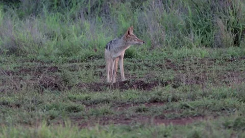 Black Backed Jackal Stock Footage 304742193