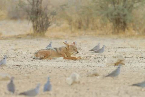 Black backed jackal hunting doves in the wilderness Stock Photos