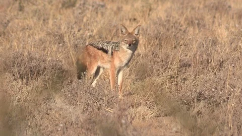 Black-backed jackal looking around Vídeo Stock 98381334