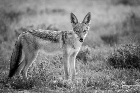 Black-backed jackal looking at the camera. Stock Photos
