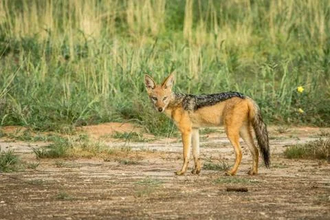Black-backed jackal looking at the camera. Foto stock