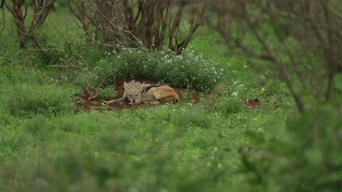 A black-backed jackal lying on a bare patch of soil surrounded by green grass Vídeos de archivo 334968545