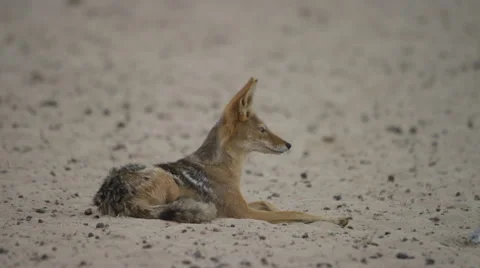 Black-backed Jackal - Lying on sand, looking around. Africa 4K uhd ultrahd Stock Footage 54682363