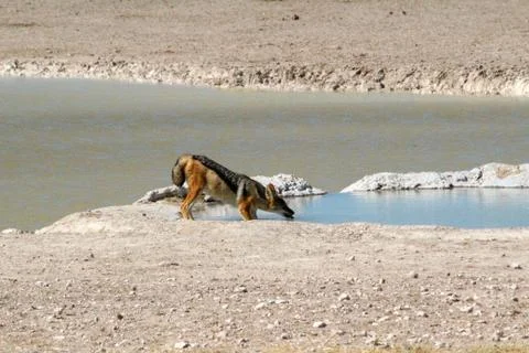 Black Backed Jackal - Namibia Foto stock
