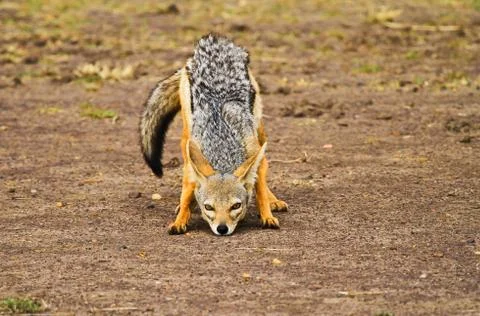 Black- backed jackal Stock Photos