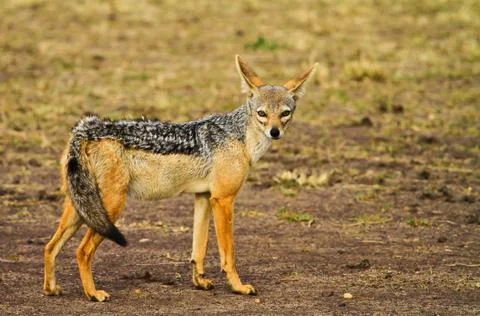 Black- backed jackal Stock Photos