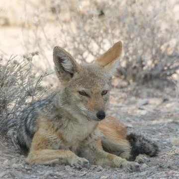 Black-Backed Jackal Stock Photos