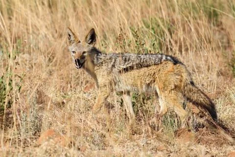 Black-backed jackal Stock Photos