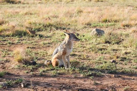 Black-backed jackal Stock Photos
