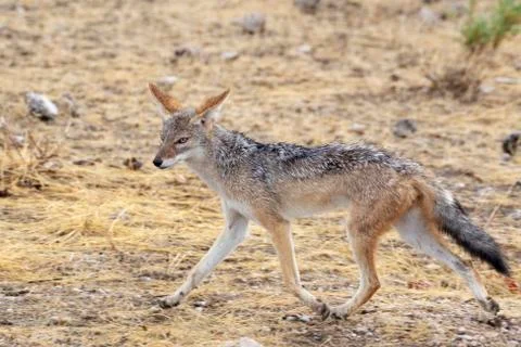Black Backed Jackal Stock Photos