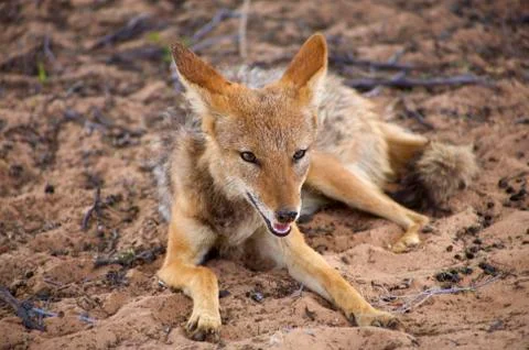 Black Backed Jackal Stock Photos