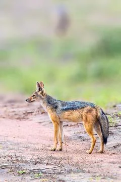 Black Backed Jackal Stock Photos