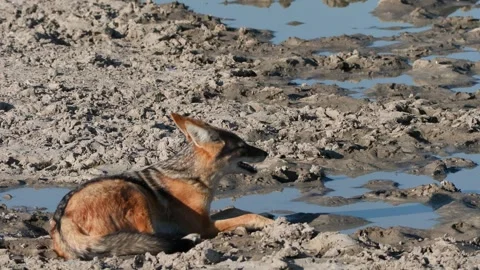 Black-backed jackal resting by pond Stock Footage 314234470
