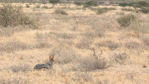 Black backed jackal resting / sitting / laying in grass Video stock 98376341