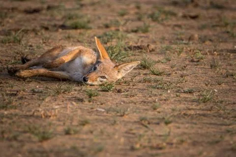 Black-backed jackal rolling itself in the sand. Stock Photos