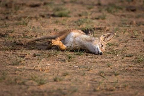 Black-backed jackal rolling itself in the sand. Stock Photos