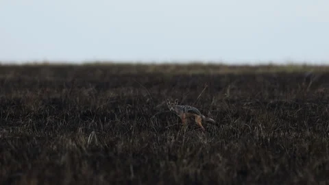Black-backed jackal running on burnt savannah, long shot, Masai Mara Stock Footage 333894276