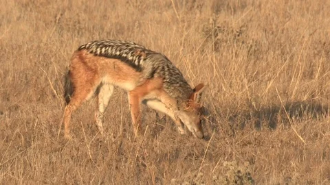 Black-backed jackal scavenging Video stock 105318116