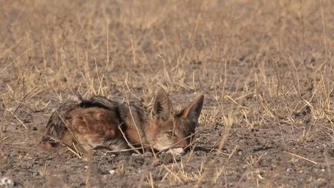 Black-backed jackal sleeping Video stock 105313658
