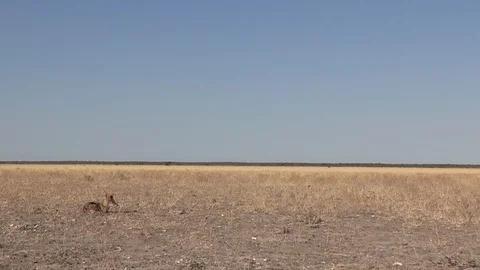 Black-backed jackal sleeping Stock Footage 105317420
