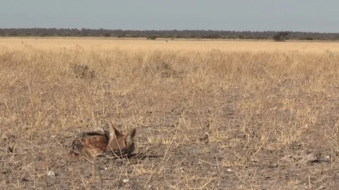 Black-backed jackal sleeping Stock Footage 105317966