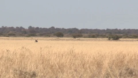 Black-backed jackal sleeping Stock Footage 105318690