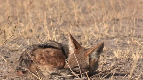 Black-backed jackal sleeping Stock Footage 105318723