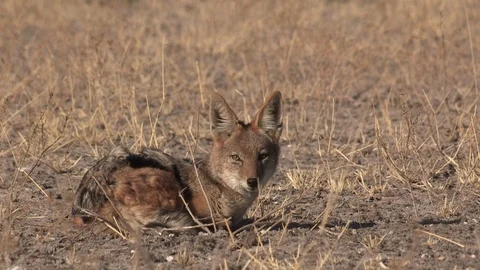 Black-backed jackal sleeping Stock Footage 105319444