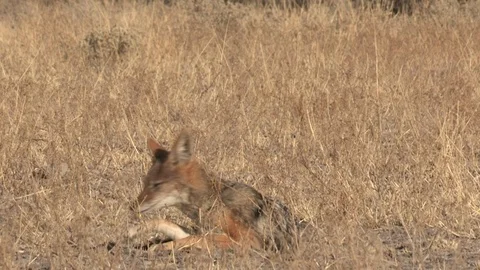 Black-backed jackal sleeping Stock Footage 105320216