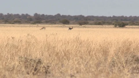 Black-backed jackal sleeping 스톡 동영상 105322065