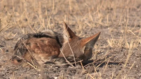 Black-backed jackal sleeping 스톡 동영상 105328277
