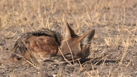 Black-backed jackal sleeping 스톡 동영상 105328861