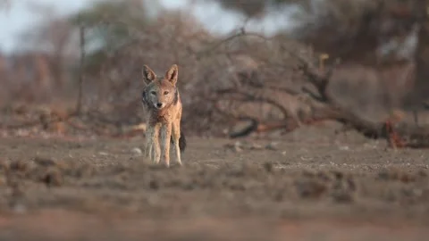A black-backed jackal standing in the dry landscape and looking into the Stock Footage 346550788