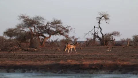 A black-backed jackal standing in the dry landscape close to a waterhole before Stock Footage 346551037